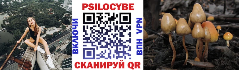 где найти Кедровый Псилоцибиновые грибы GOLDEN TEACHER